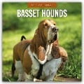 Basset Hounds - Basset Hound 2025 - 16-Monatskalender - 