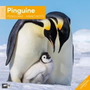Cover-Bild zum Titel 'Pinguine Broschürenkalender 2026 - 30x30 - Art12' von ''