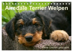 Cover-Bild zum Titel 'Airedale Terrier Welpen (Tischkalender 2026 DIN A5 quer), CALVENDO Monatskalender' von 'Susan Milau'