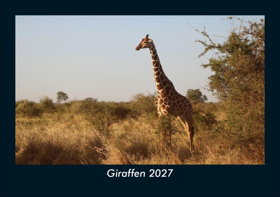Giraffen 2027 Fotokalender DIN A5 - Tobias Schmitt, Kevin Heber