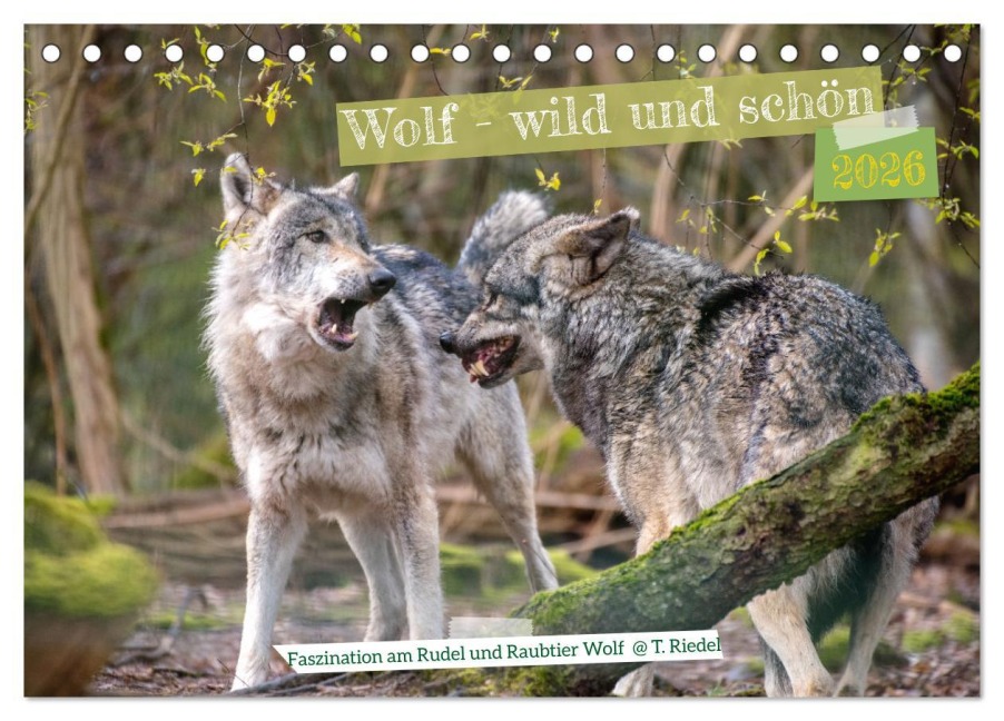 Wolf - wild und schön (Tischkalender 2026 DIN A5 quer), CALVENDO Monatskalender - Tanja Riedel