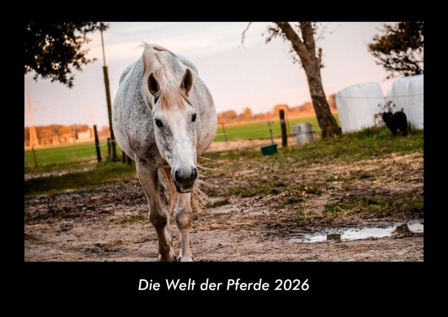 Die Welt der Pferde 2026 Fotokalender DIN A3 - Tobias Becker