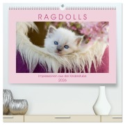 RAGDOLLS Impressionen aus der Kinderstube (hochwertiger Premium Wandkalender 2026 DIN A2 quer), Kunstdruck in Hochglanz - Marion Reiß-Seibert