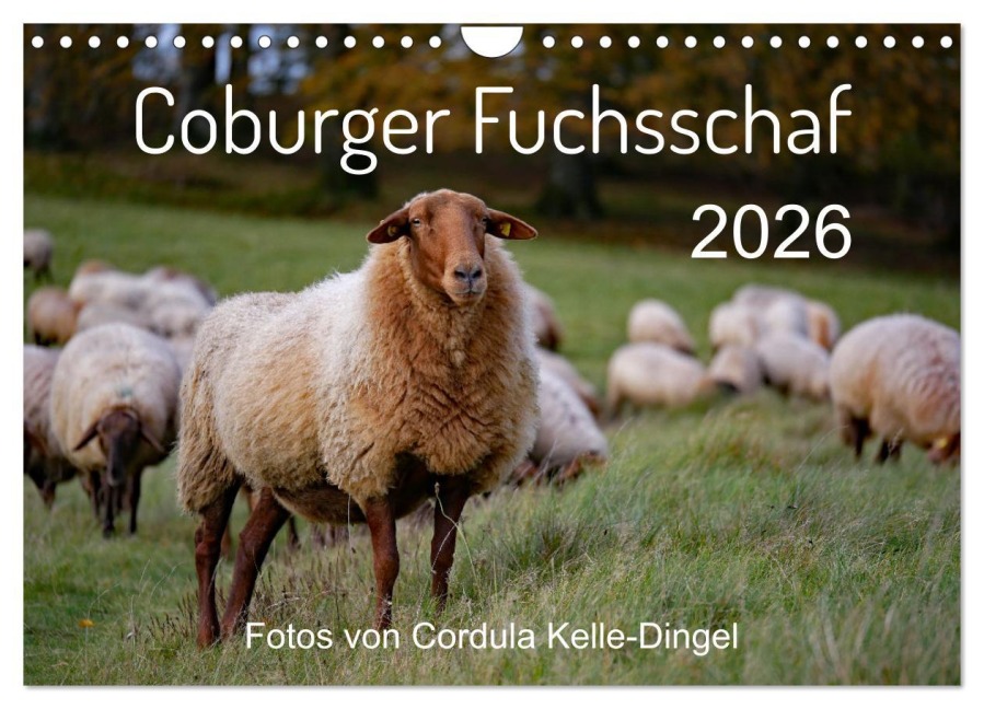 Coburger Fuchsschaf (Wandkalender 2026 DIN A4 quer), CALVENDO Monatskalender - Cordula Kelle-Dingel