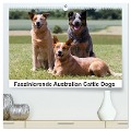 Faszinierende Australian Cattle Dogs (hochwertiger Premium Wandkalender 2024 DIN A2 quer), Kunstdruck in Hochglanz - Fotodesign Verena Scholze