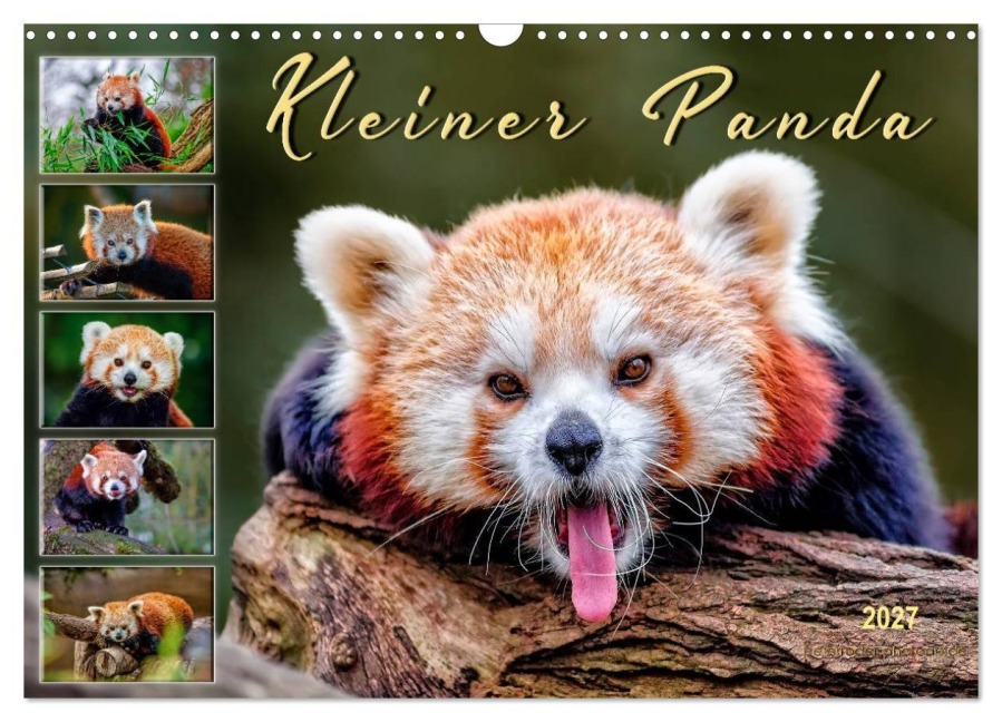 Kleiner Panda (Wandkalender 2027 DIN A3 quer), CALVENDO Monatskalender - Peter Roder