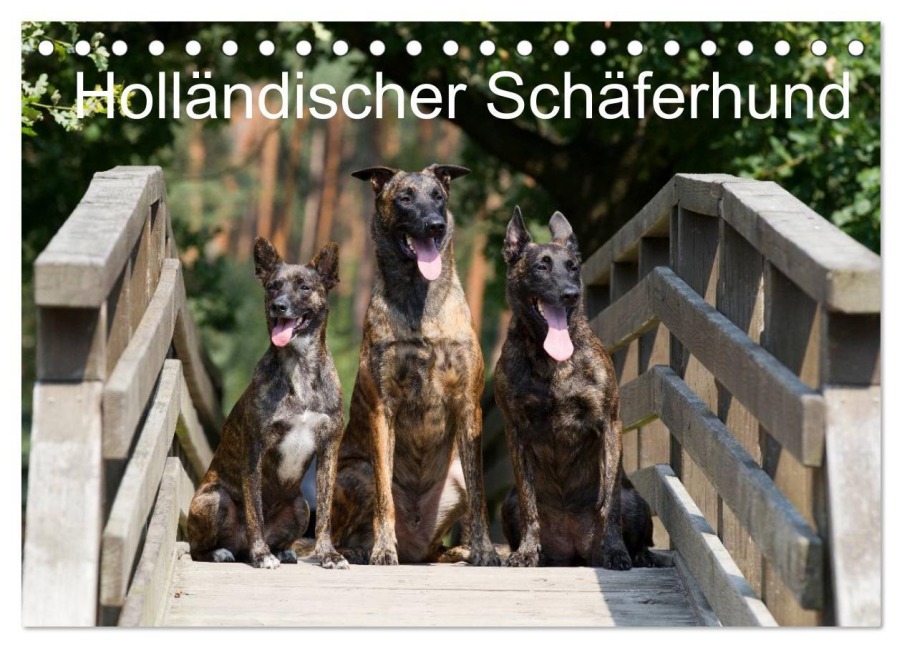 Holländischer Schäferhund (Tischkalender 2026 DIN A5 quer), CALVENDO Monatskalender - Fotodesign Verena Scholze Holländischer Schäferhund (Tischkalender 2026 DIN A5 quer), CALVENDO Monatskalender - Fotodesign Verena Scholze