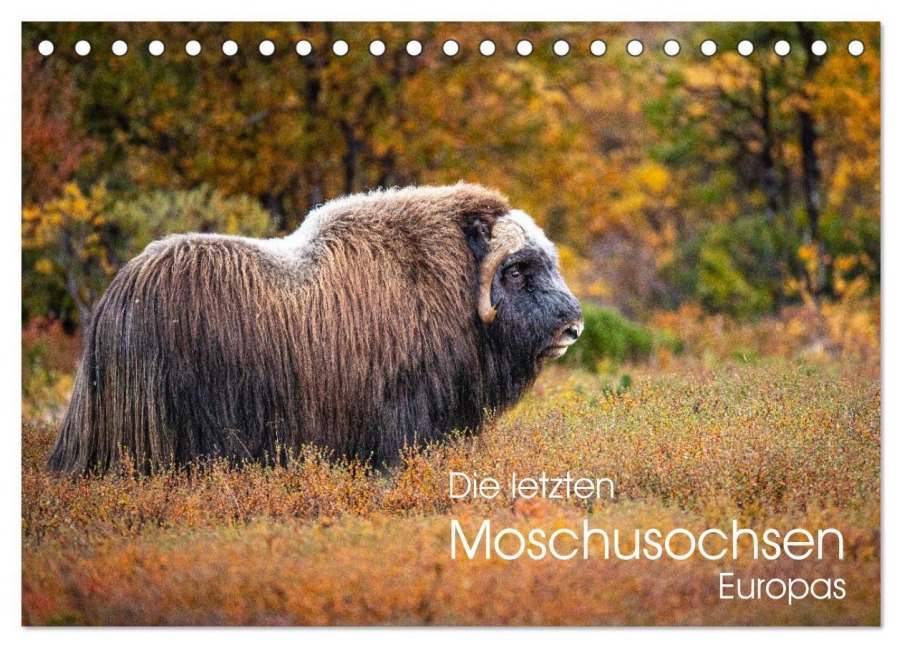 Die letzten Moschusochsen Europas (Tischkalender 2026 DIN A5 quer), CALVENDO Monatskalender - David Oberholzer
