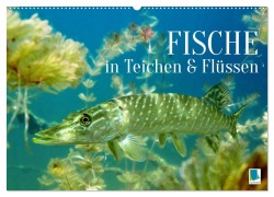 Cover-Bild zum Titel 'Fische in Teichen und Flüssen (Wandkalender 2026 DIN A2 quer), CALVENDO Monatskalender' von 'Calvendo Calvendo'