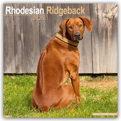 Rhodesian Ridgeback - Afrikanischer Löwenhund 2025 - 16-Monatskalender - Avonside Publishing Ltd