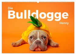 Cover-Bild zum Titel 'Die Bulldogge Henry (Wandkalender 2026 DIN A2 quer), CALVENDO Monatskalender' von 'M. Scott'