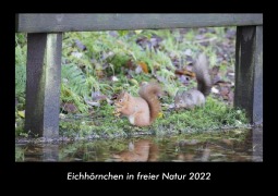 Eichhörnchen in freier Natur 2022 Fotokalender DIN A3 - Tobias Becker