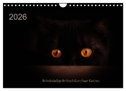 Cover-Bild zum Titel 'Schokoladige Britisch Kurzhaar Katzen (Wandkalender 2026 DIN A4 quer), CALVENDO Monatskalender' von 'Janina Bürger'