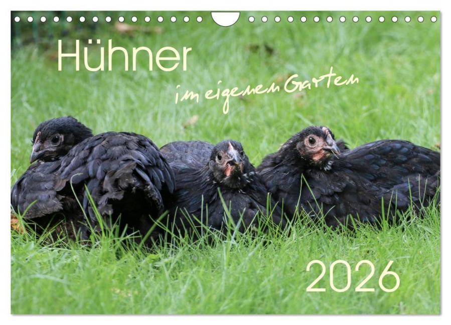 Hühner im eigenen Garten (Wandkalender 2026 DIN A4 quer), CALVENDO Monatskalender - Nicole Stephan