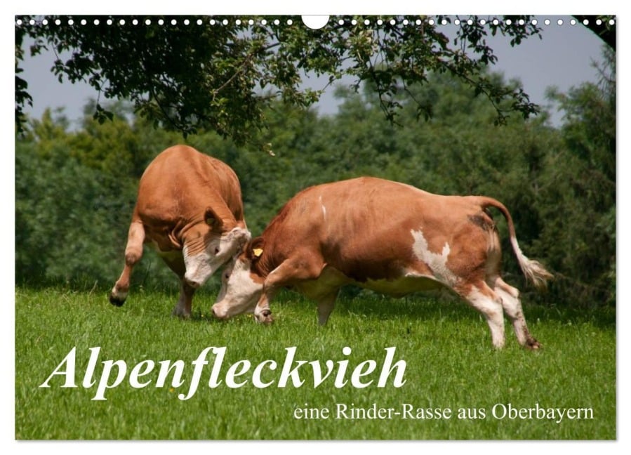Alpenfleckvieh (Wandkalender 2026 DIN A3 quer), CALVENDO Monatskalender - Karolina Gasteiger