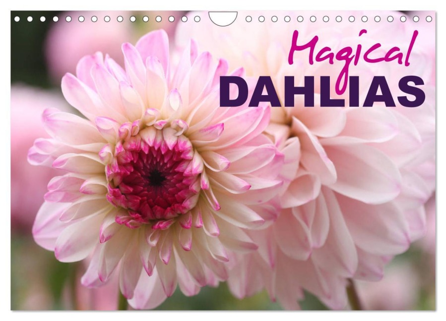 Magical Dahlias (Wall Calendar 2026 DIN A4 landscape), CALVENDO 12 Month Wall Calendar - Gisela Kruse