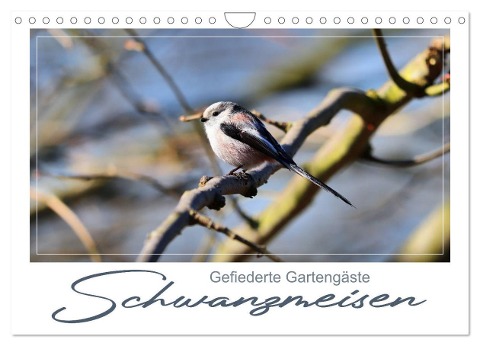 Gefiederte Gartengäste, Schwanzmeisen (Wandkalender 2024 DIN A4 quer), CALVENDO Monatskalender - 