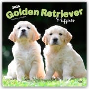 Golden Retriever Puppies - Golden Retriever Welpen 2026 - 16-Monatskalender - Browntrout Publishers