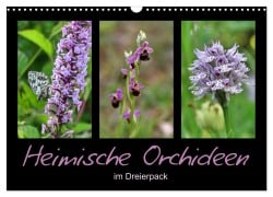 Heimische Orchideen im Dreierpack (Wandkalender 2025 DIN A3 quer), CALVENDO Monatskalender - Sabine Löwer