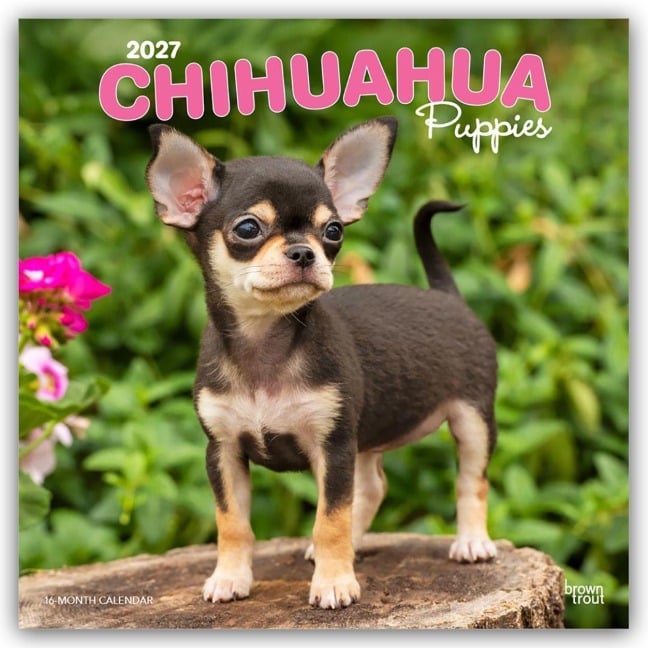 Chihuahua Puppies - Chihuahua Welpen 2027 - 16-Monatskalender - Browntrout Publishers