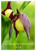 Einheimische Orchideen (Wandkalender 2024 DIN A4 hoch), CALVENDO Monatskalender - Wiltrud Haas