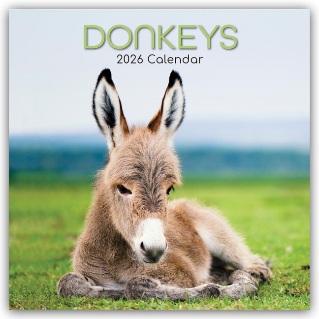 Donkeys - Esel 2026 - 16-Monatskalender - Gifted Stationery Co. Ltd