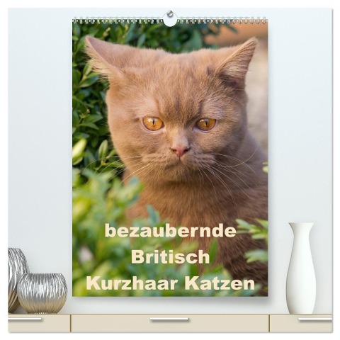 bezaubernde Britisch Kurzhaar Katzen (hochwertiger Premium Wandkalender 2025 DIN A2 hoch), Kunstdruck in Hochglanz - Fotodesign Verena Scholze