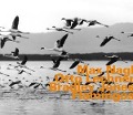 Cover-Bild zum Titel 'Flamingos' von 'Nagl/Lechner/Jones'