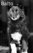 Cover-Bild zum Titel 'Balto' von 'Ralf Hagedorn'