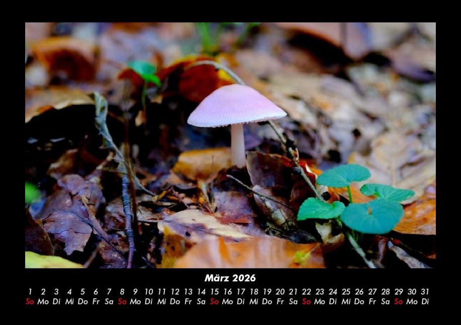 InsideView 7