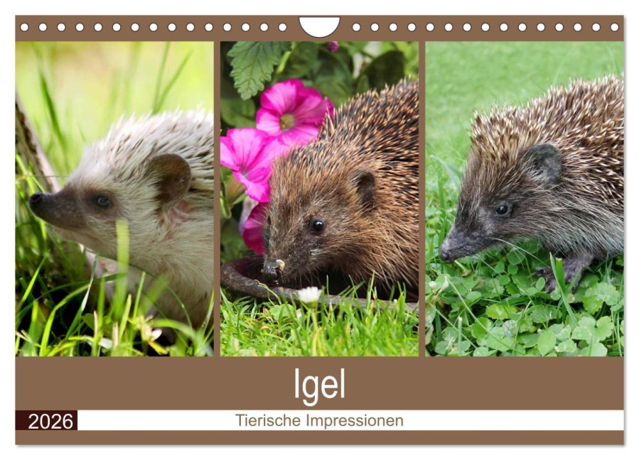 Igel 2026. Tierische Impressionen (Wandkalender 2026 DIN A4 quer), CALVENDO Monatskalender - Steffani Lehmann (Hrsg.
