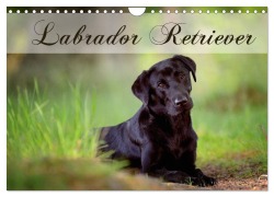 Cover-Bild zum Titel 'Labrador Retriever (Wandkalender 2026 DIN A4 quer), CALVENDO Monatskalender' von 'Nicole Noack'