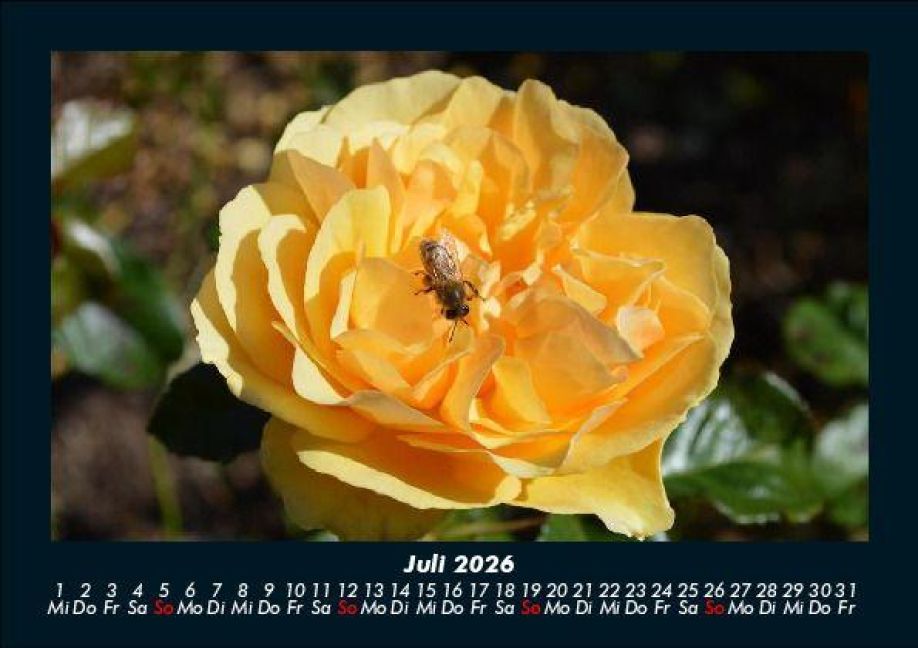 InsideView 11