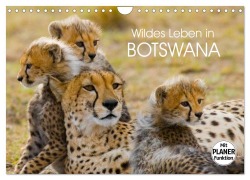 Wildes Leben in Botswana (Wandkalender 2025 DIN A4 quer), CALVENDO Monatskalender - Elisabeth Stanzer