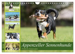 Cover-Bild zum Titel 'Appenzeller Sennenhunde - Fröhliche Kameraden (Wandkalender 2026 DIN A4 quer), CALVENDO Monatskalender' von 'Jana K. Fotografie'