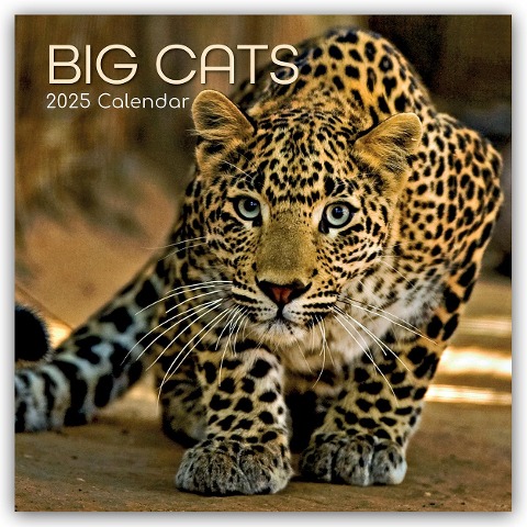 Big Cats - Raubkatzen - Löwen Tiger Geparden Leoparden 2025 - 16-Monatskalender - The Gifted Stationery Co. Ltd