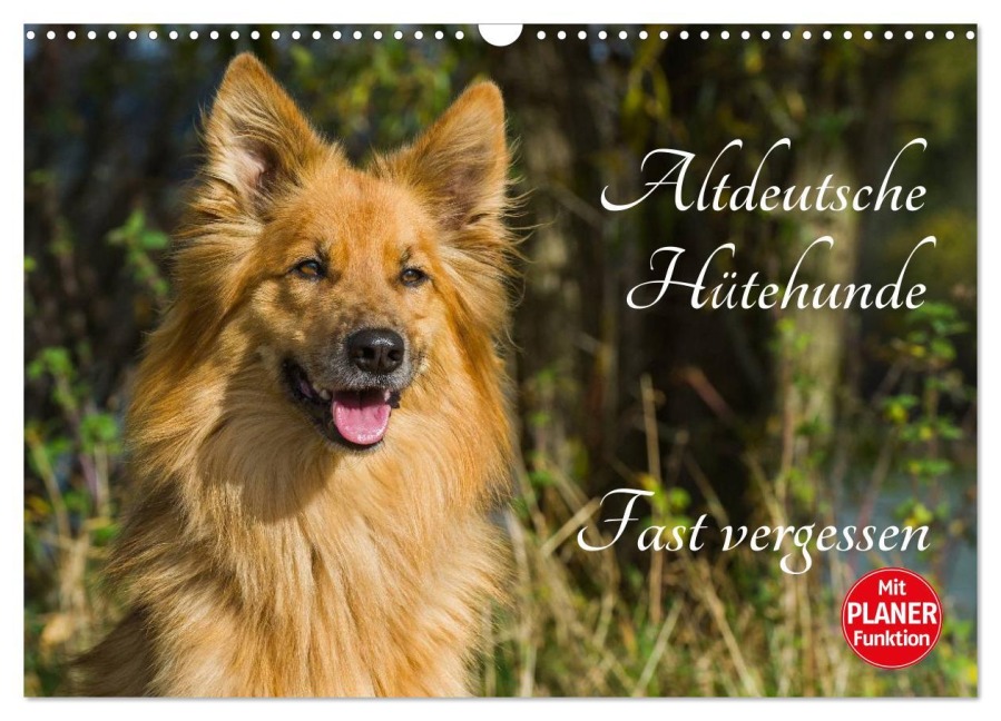 Altdeutsche Hütehunde - Fast vergessen (Wandkalender 2026 DIN A3 quer), CALVENDO Monatskalender - Sigrid Starick