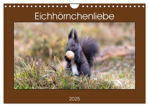 Eichhörnchenliebe (Wandkalender 2025 DIN A4 quer), CALVENDO Monatskalender - Teresa Bauer