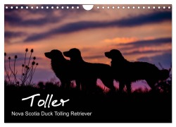 Cover-Bild zum Titel 'Toller - Nova Scotia Duck Tolling Retriever (Wandkalender 2026 DIN A4 quer), CALVENDO Monatskalender' von 'Anna Auerbach'