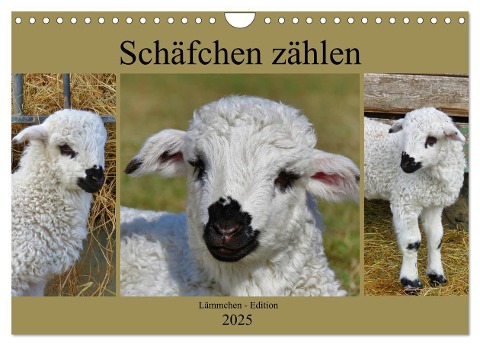 Schäfchen zählen - Lämmchen-Edition (Wandkalender 2025 DIN A4 quer), CALVENDO Monatskalender - Sabine Löwer