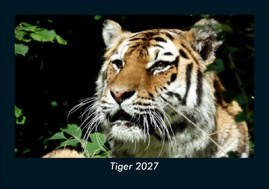 Tiger 2027 Fotokalender DIN A5 - Tobias Schmitt, Kevin Heber