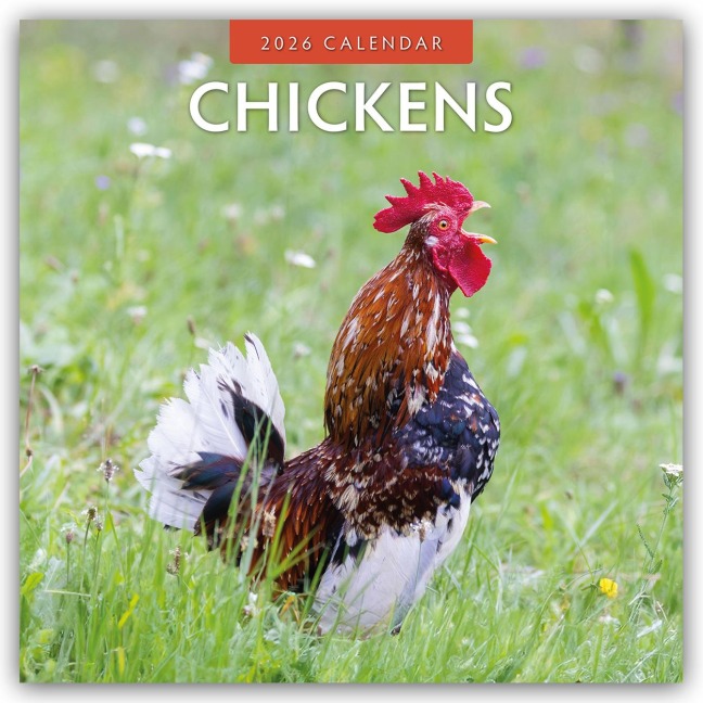 Chickens - Hühner 2026 - 16-Monatskalender - Robin Red