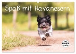 Cover-Bild zum Titel 'Spaß mit Havanesern (Wandkalender 2026 DIN A2 quer), CALVENDO Monatskalender' von 'Sonja Teßen'