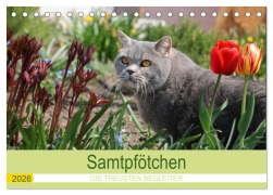 Cover-Bild zum Titel 'Samtpfötchen - Die treusten Begleiter 2026 (Tischkalender 2026 DIN A5 quer), CALVENDO Monatskalender' von 'Karin Kraus'