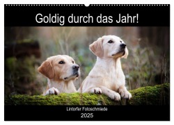 Goldig durch das Jahr! (Wandkalender 2025 DIN A2 quer), CALVENDO Monatskalender - Jennifer Bohlmann
