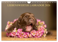 Cover-Bild zum Titel 'Liebenswerter Labrador 2026 (Wandkalender 2026 DIN A4 quer), CALVENDO Monatskalender' von 'Annett Mirsberger'
