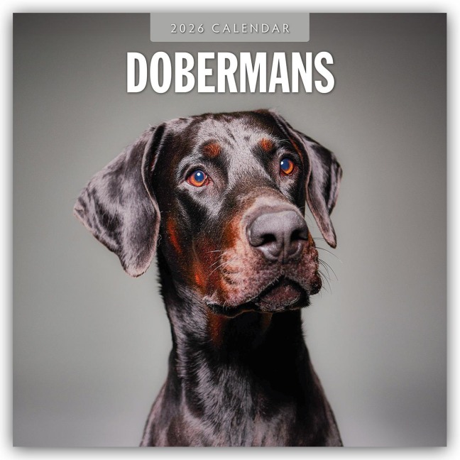 Dobermans - Dobermann 2026 - 16-Monatskalender - Robin Red