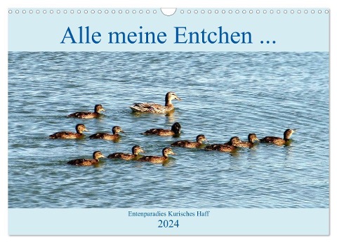Alle meine Entchen ... Entenparadies Kurisches Haff (Wandkalender 2024 DIN A3 quer), CALVENDO Monatskalender - Henning von Löwis of Menar