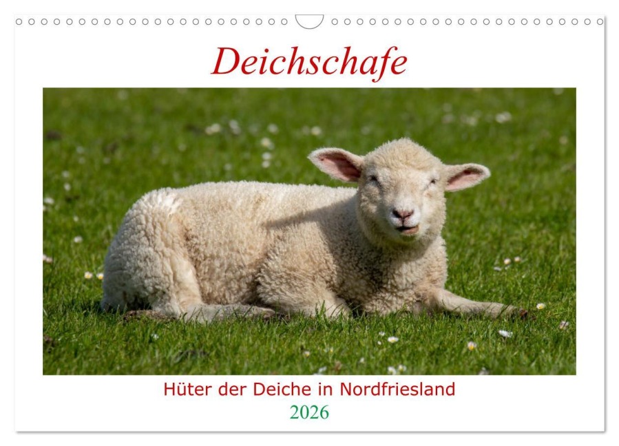 Deichschafe - Hüter der Deiche in Nordfriesland (Wandkalender 2026 DIN A3 quer), CALVENDO Monatskalender - Manuela Falke