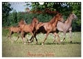Arabian Horses - Beauty And Nobility (Wall Calendar 2025 DIN A4 landscape), CALVENDO 12 Month Wall Calendar - Angela Muenzel-Hashish